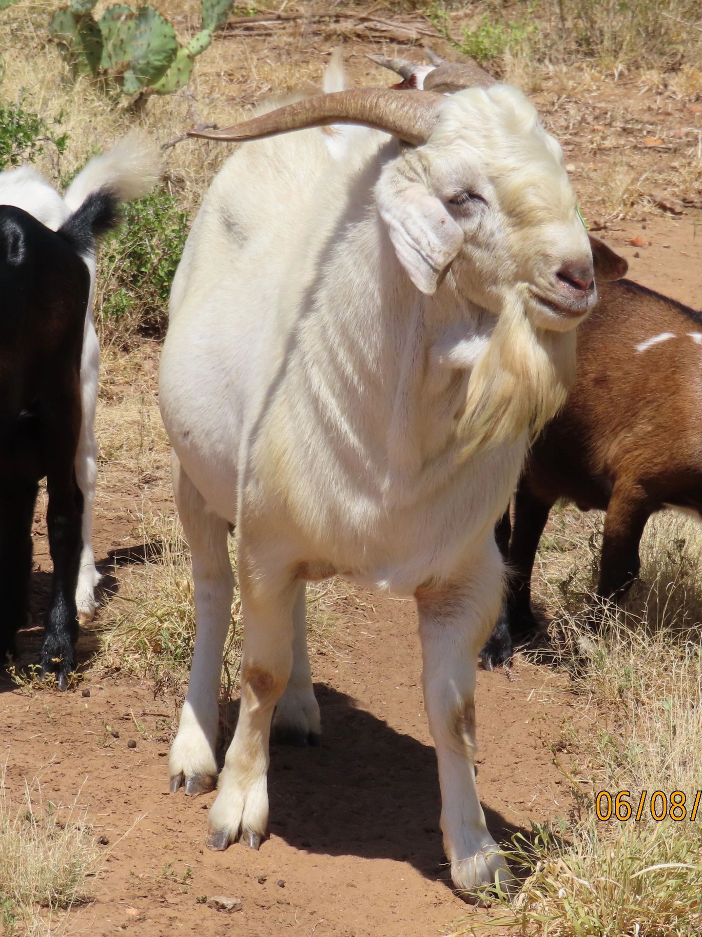 Savanna buck