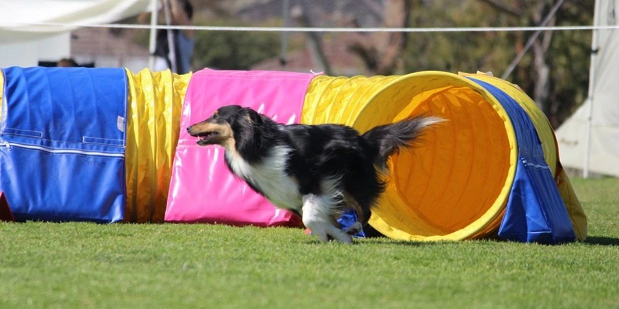 Dog at a dog agility club near Melbourne