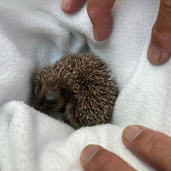 A baby hedgehog in a blanket