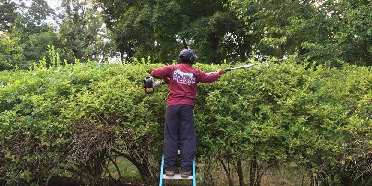 Weeding and Cutting Shrubs - Lawn Cuts and Grounds Maintenance by Regency Landscape, LLC