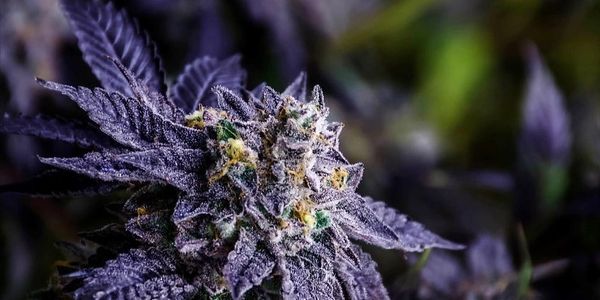 DISCOVERING THE WORLD OF HEMP