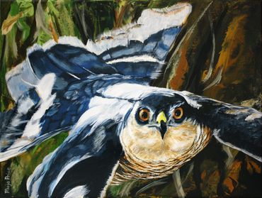 Sparrow Hawk or American Kestrel Painting