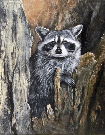 Raccoon peaking out of a stump.