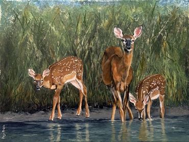 Momma Deer and fawns drink in from the river.