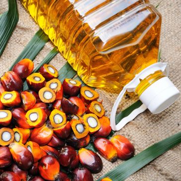 Aceite de palma con frutos frescos sobre hojas verdes.