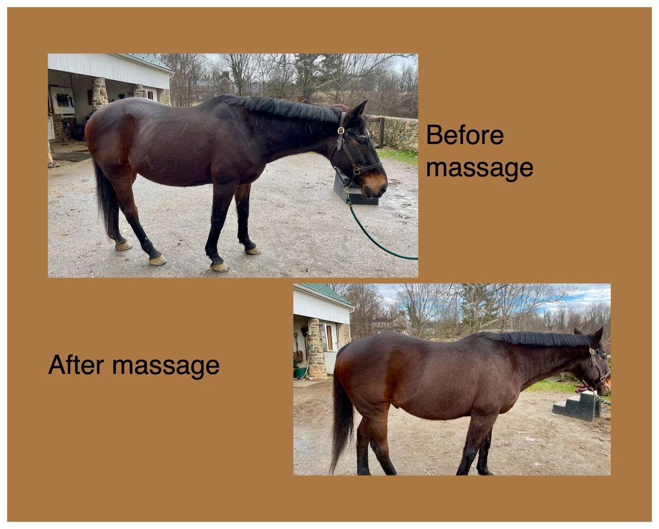 It's all about the horse!