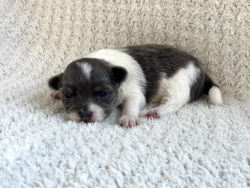 A tiny black and white puppy lying on a soft blanket.