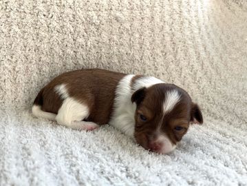 Tiny brown and white puppy resting on a blanket.