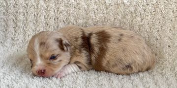 A newborn merle puppy resting on a soft blanket.