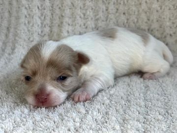 merle and white