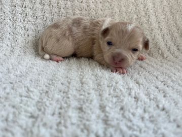 A small, newborn puppy lying on a textured blanket.
