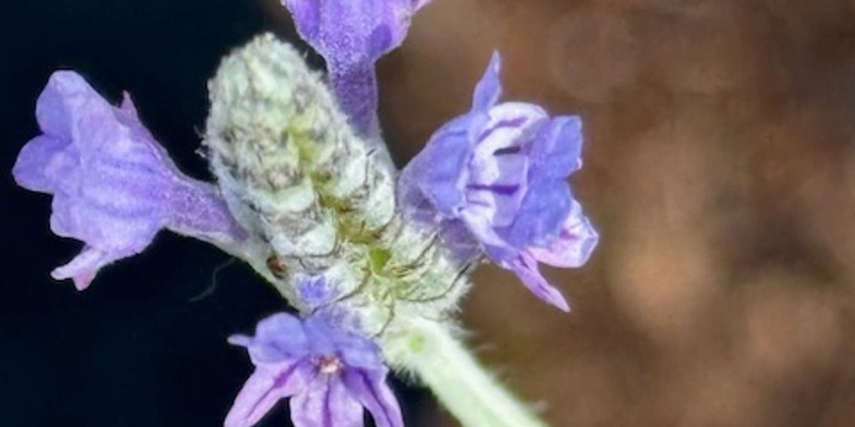 Close-up of a small lavender flower with delicate purple petals and fuzzy green stem.