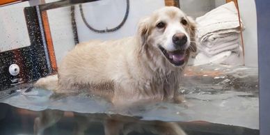 Rehabilitation at Brighter Veterinary Center near Northridge,Porter Ranch,Granada Hills