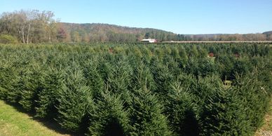 Choose -N-Cut your own Christmas tree in Warren county PA 