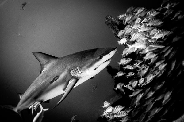 Buceo con tiburón toro en Cabo Pulmo