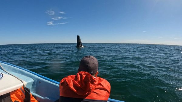 Tour de ballena gris