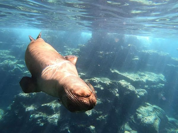 lobos marinos en La Paz