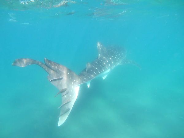 Nado con tiburón ballena en La Paz