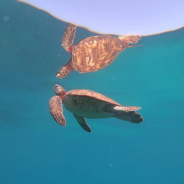 Buceo con tortuga en La Paz