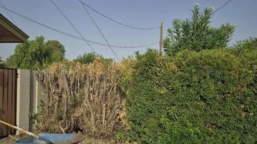 Removal of the oleander's