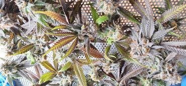 Close-up of frosty cannabis buds with colorful leaves on a perforated surface.