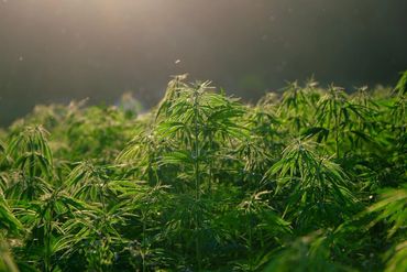 Sunlit green cannabis plants growing outdoors in a field.
