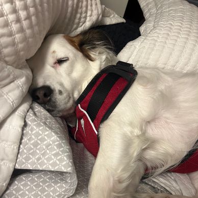 A white dog in a red harness sleeps on a patterned bed.