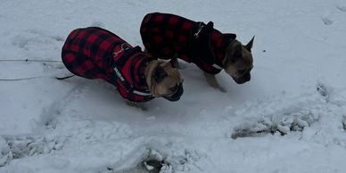 Two small dogs in red plaid coats walking in the snow.