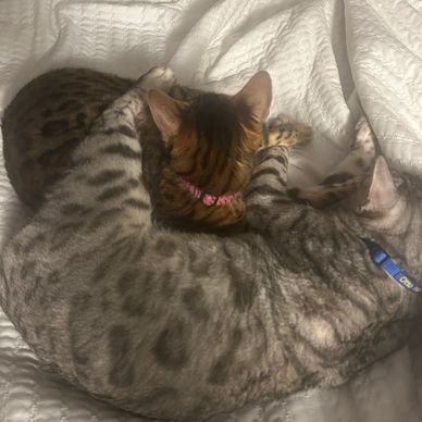 Two cats cuddling together on a white quilted blanket.