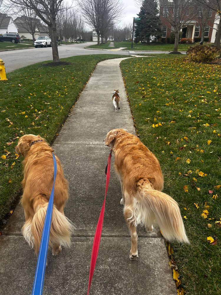 Two golden retrievers on leashes follow a cat walking ahead on a sidewalk.