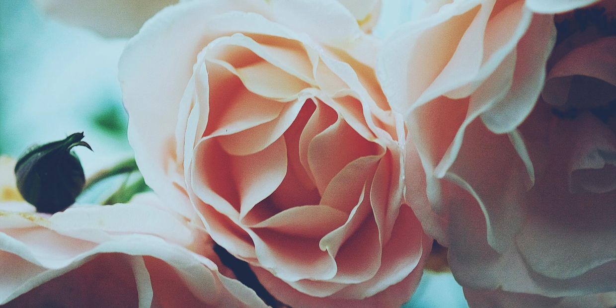 Female Rose Blooms Functional medicine insurance PCP woman naturopathic integrative root cause heal