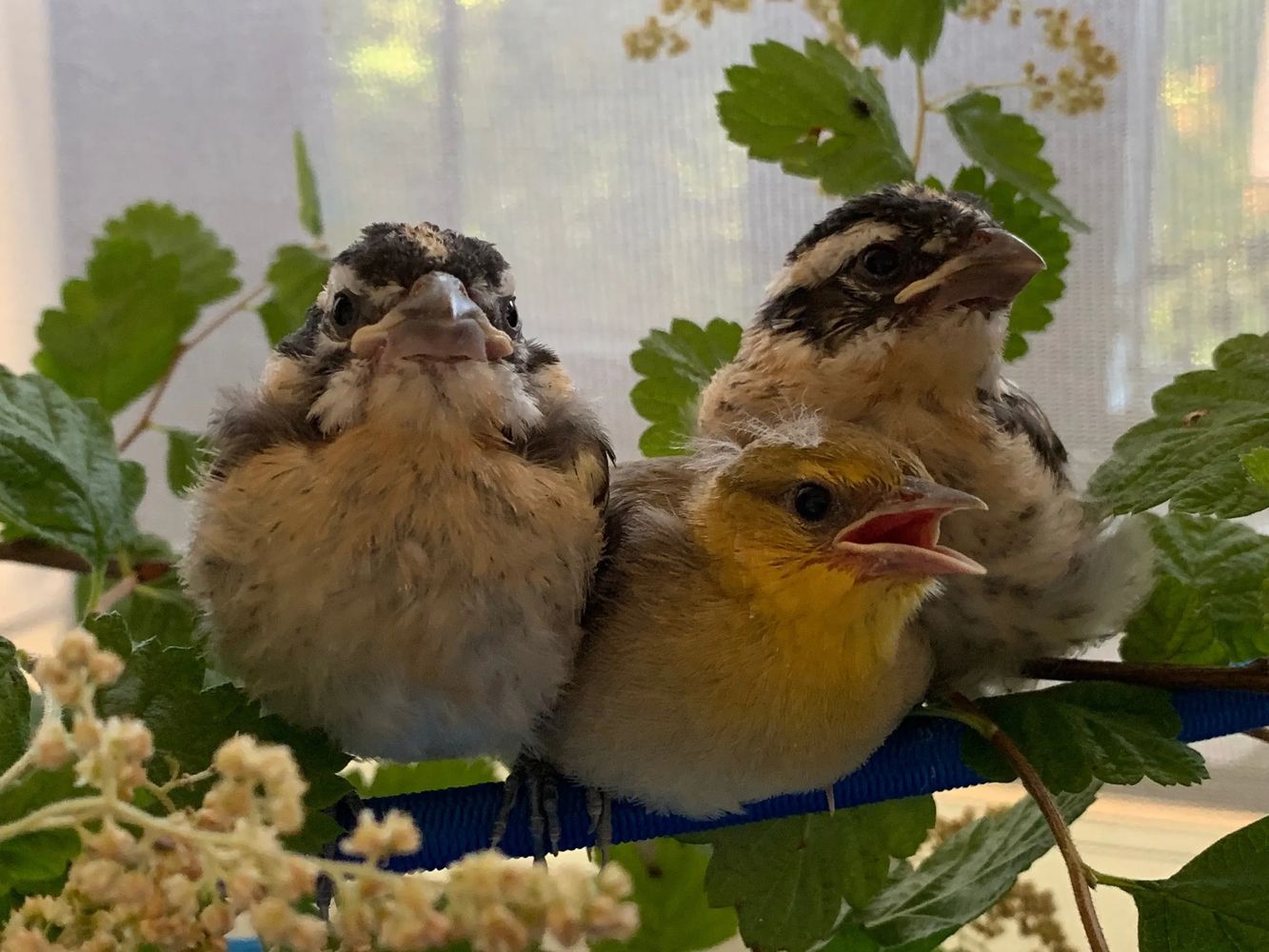 fledgling black-headed grosbeaks fledgling bullock's oriole at Native Songbird Care and Conservation