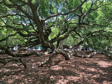 A sprawling ancient tree with wide, low branches and people around it.