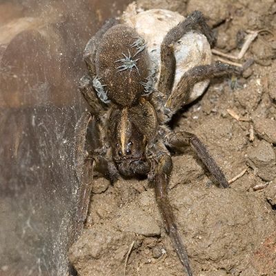 spider control, Anderson's Pest Control, Sioux Falls spider control
