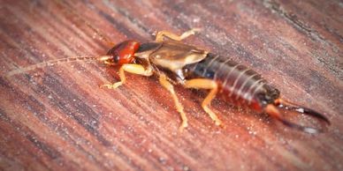 earwig control, Anderson's Pest Control, earwig control Sioux Falls