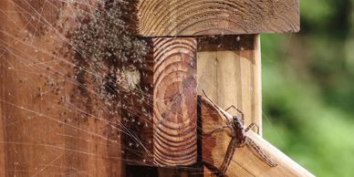 spider control, Anderson's Pest Control, Sioux Falls spider control