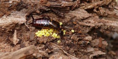 earwig control, Anderson's Pest Control, earwig control Sioux Falls