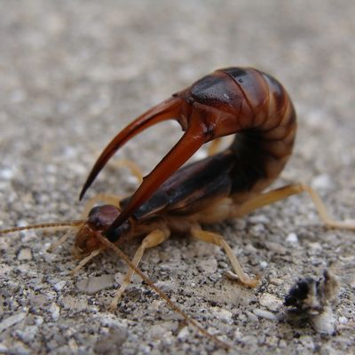 earwig control, Anderson's Pest Control, earwig control Sioux Falls
