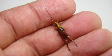 earwig control, Anderson's Pest Control, earwig control Sioux Falls