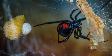 spider control, Anderson's Pest Control, Sioux Falls spider control