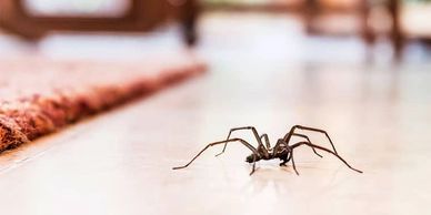 spider control, Anderson's Pest Control, Sioux Falls spider control