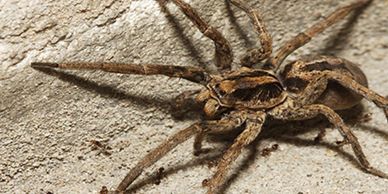 spider control, Anderson's Pest Control, Sioux Falls spider control