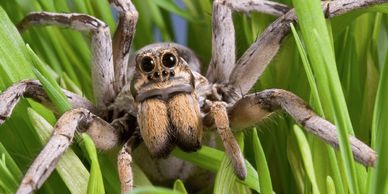 spider control, Anderson's Pest Control, Sioux Falls spider control