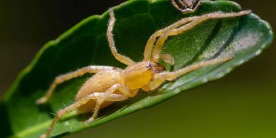 spider control, Anderson's Pest Control, Sioux Falls spider control