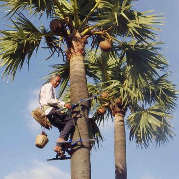 collecting neera or toddy from palm tree