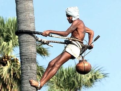 traditional method of climbing trees in india