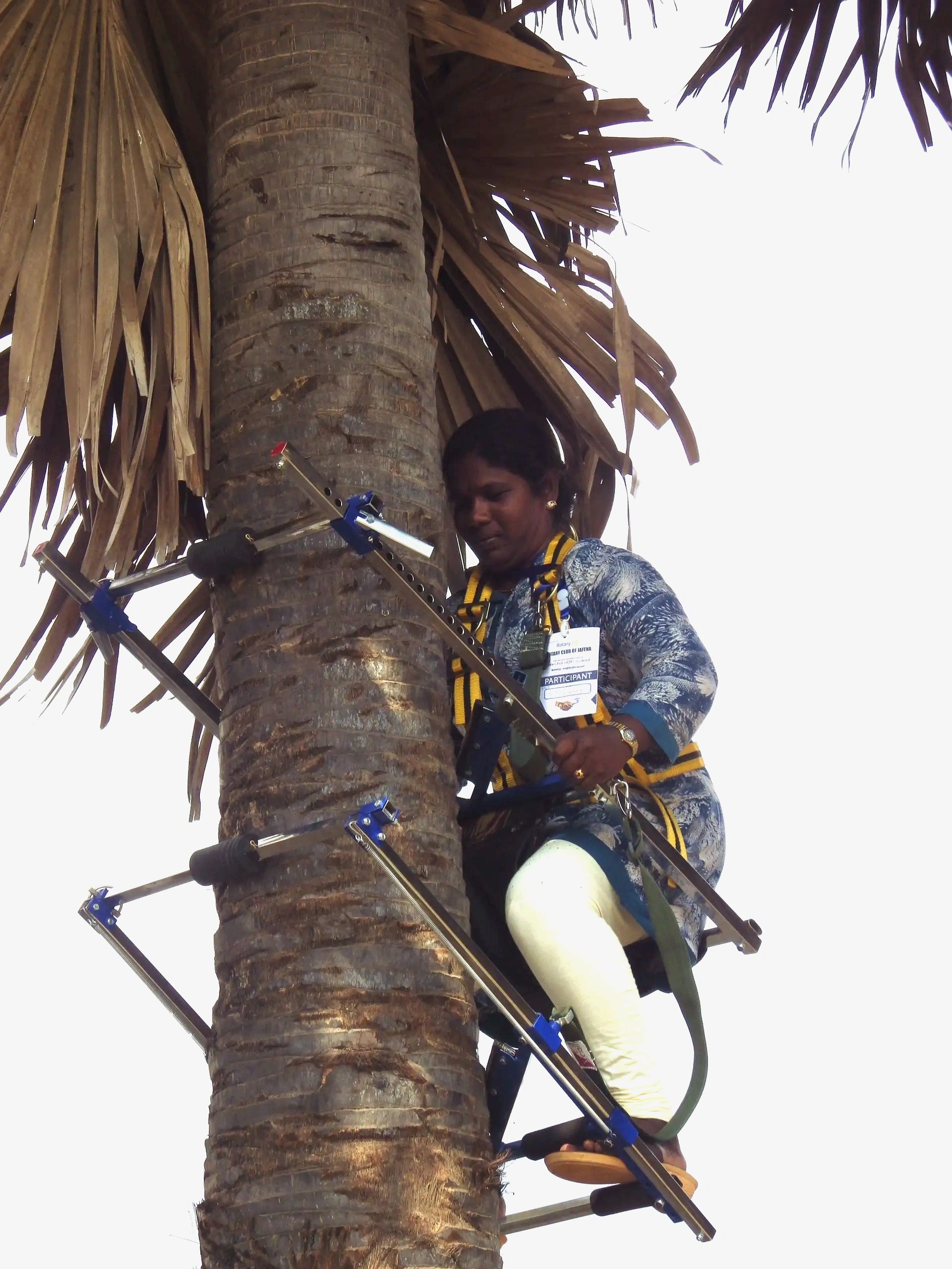 a women climbing palm tree in jaffna sri lanka with a multi tree climber