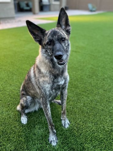 Lexi, German Shepherd