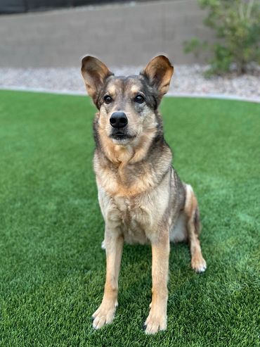 Shia, German Shepherd