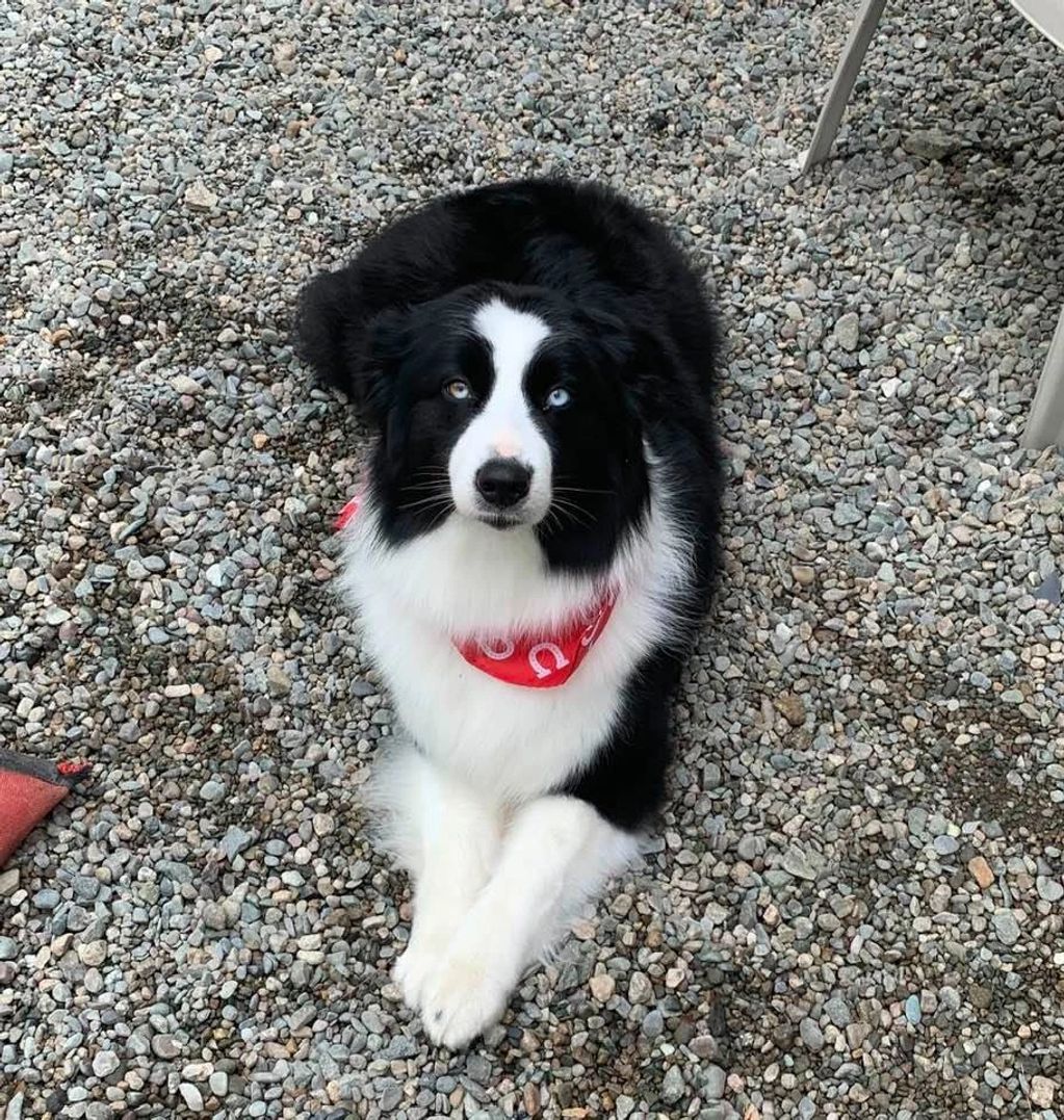 Miniature Australian Shepherds in RI, Mini Australian Shepherd Puppies, Australian Shepherds in RI